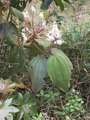 Miconia