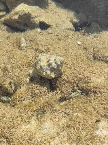 Stramonita haemastoma