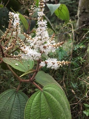 Miconia