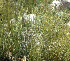 Osteospermum polygaloides