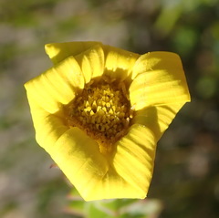 Osteospermum polygaloides