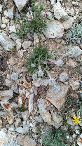 Hoosier Pass Ipomopsis (Ipomopsis globularis)