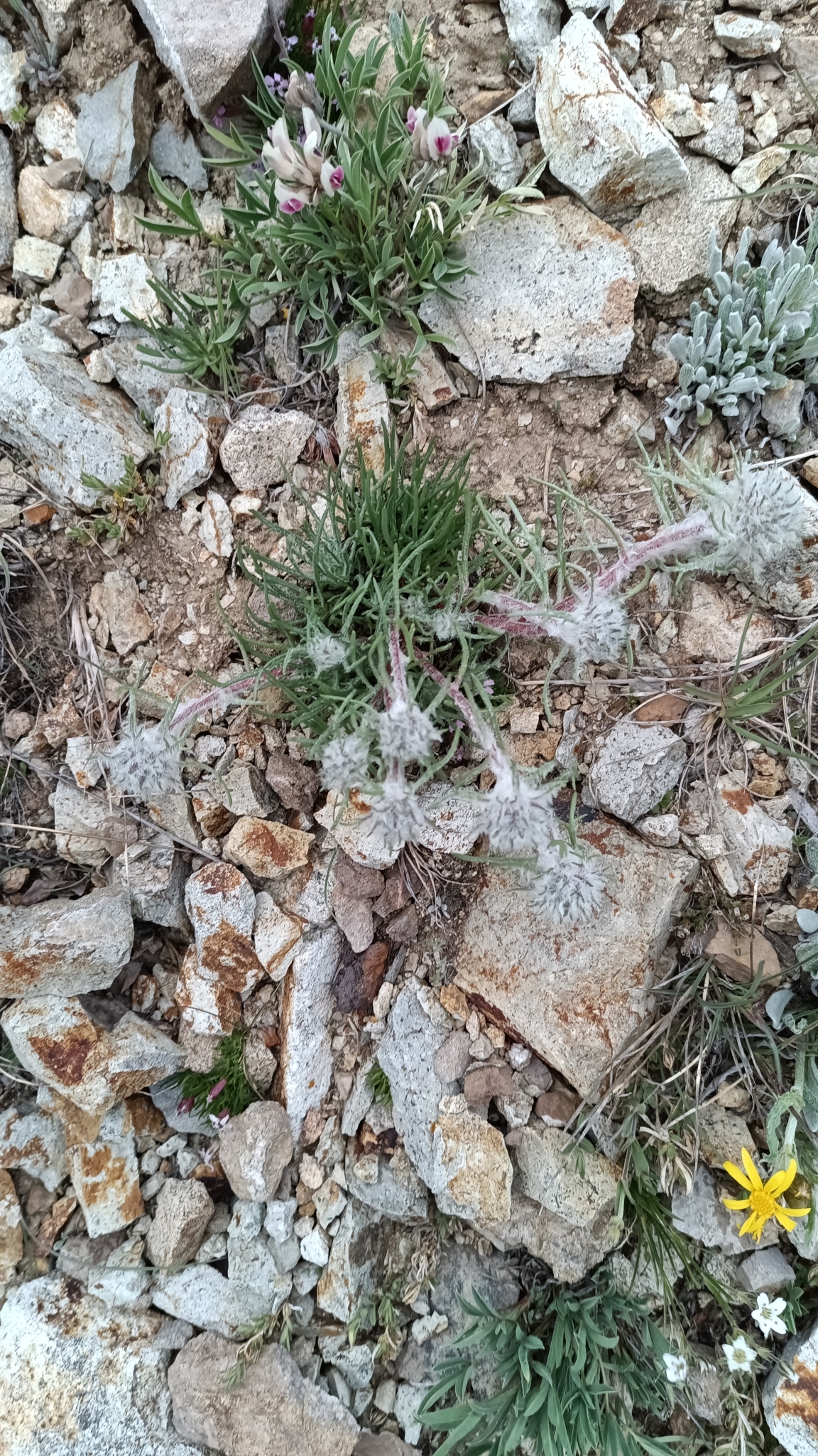 Hoosier Pass Ipomopsis (Ipomopsis globularis)