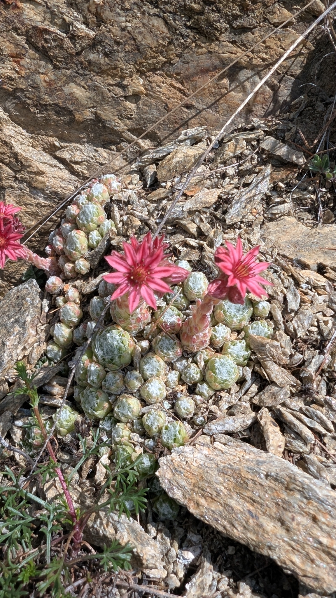 Sempervivum 'Candy Floss' 2