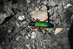 Deltaspis rubriventris