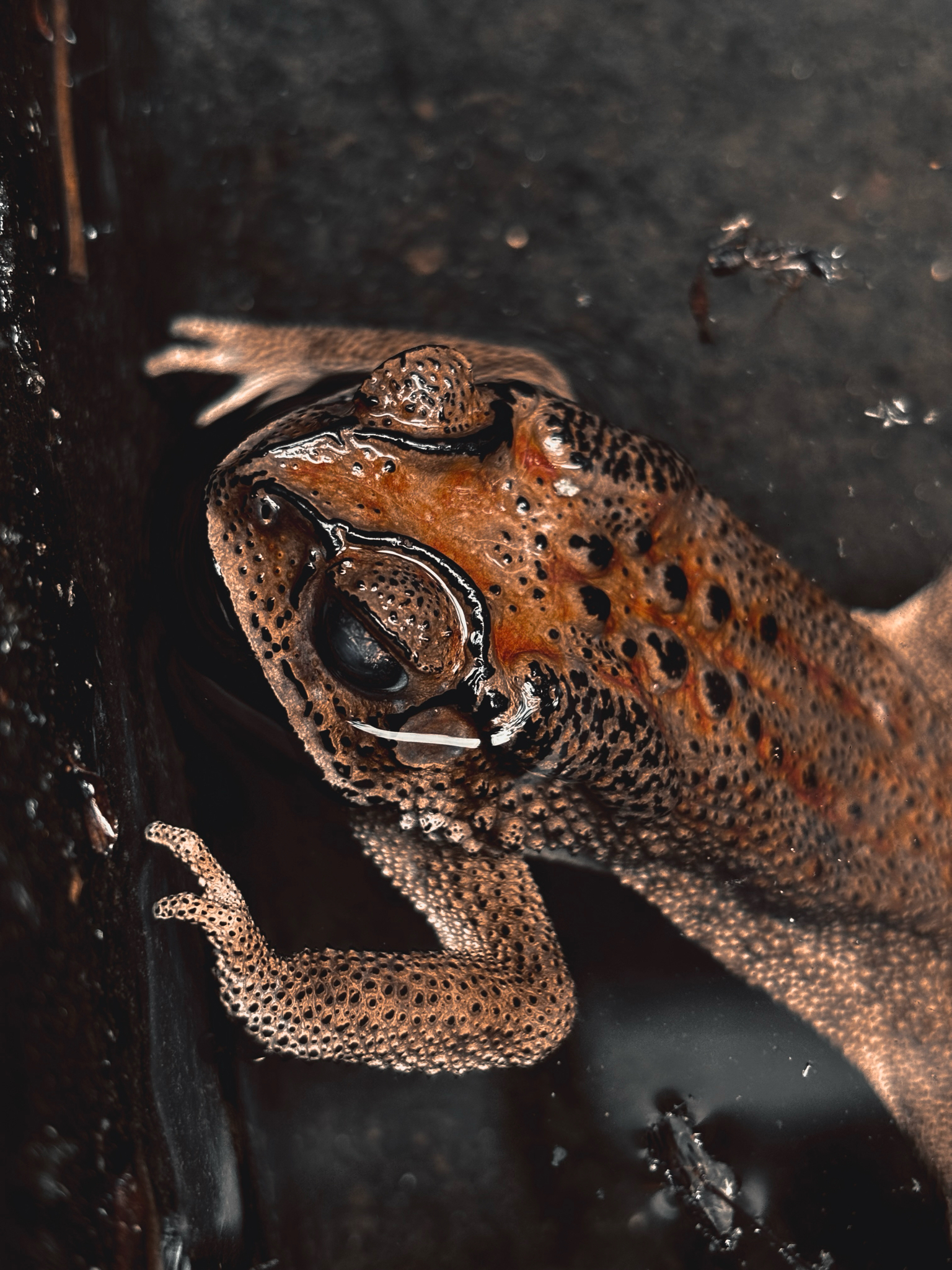 Indian Common True Toad