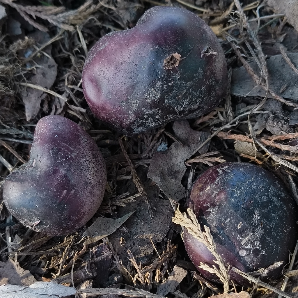Abstoma purpureum