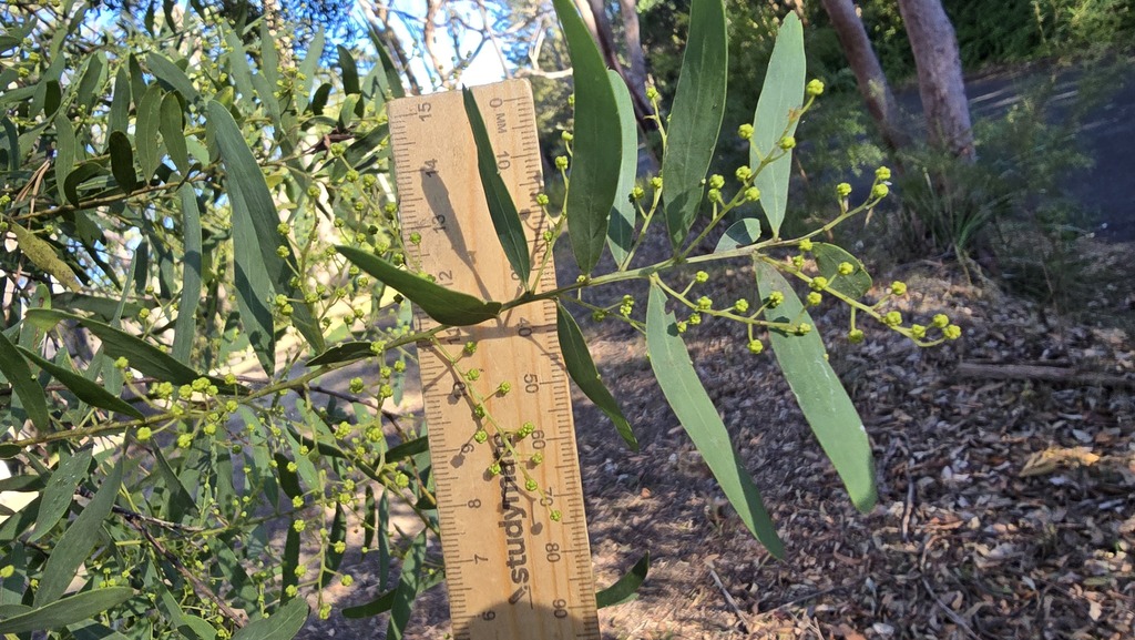 Acacia prominens; photograph (c) Petra Holland, some rights reserved (CC BY)