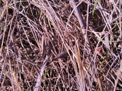 Euchorthippus elegantulus