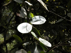 Clusia flaviflora