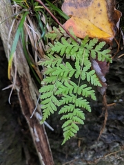 Cystopteris bulbifera