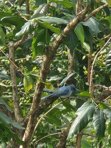 African Blue Flycatcher (Elminia longicauda), photo 3