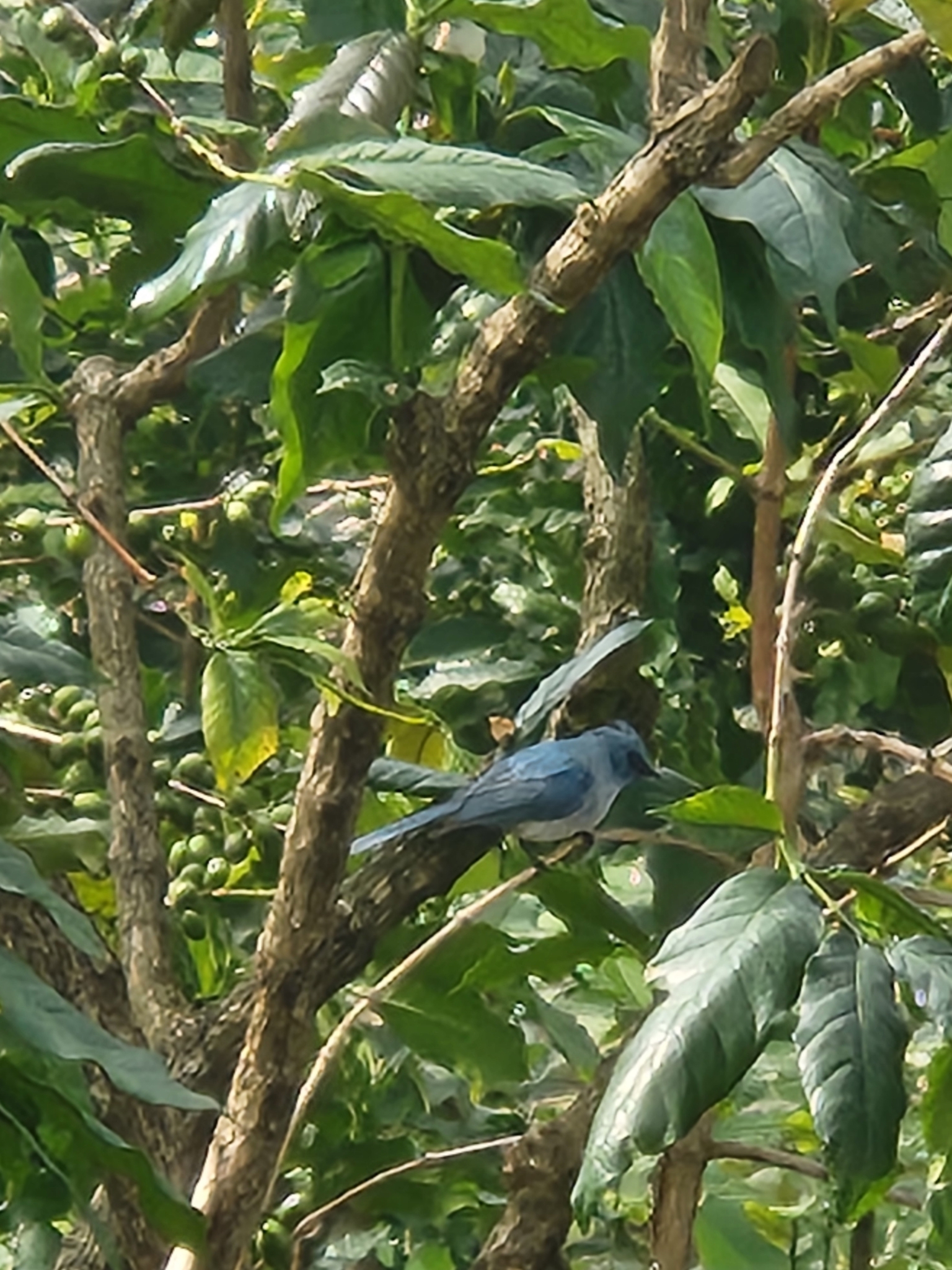 African Blue Flycatcher (Elminia longicauda), photo 1