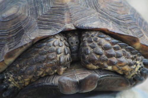 Texas Tortoise