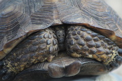 Berlandier's Tortoise photo 3