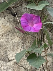 Ipomoea indica