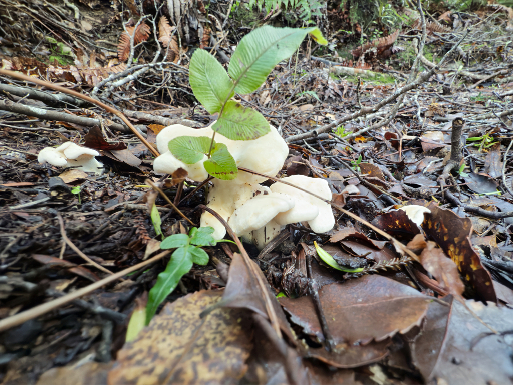 Hydnum wellingtonii · July 2025 · photo: © jeremy_rolfe (iNaturalist, cc-by)