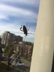 Leptoglossus clypealis