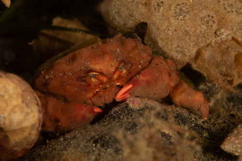 Metadromia wilsoni observed 2025-03-29