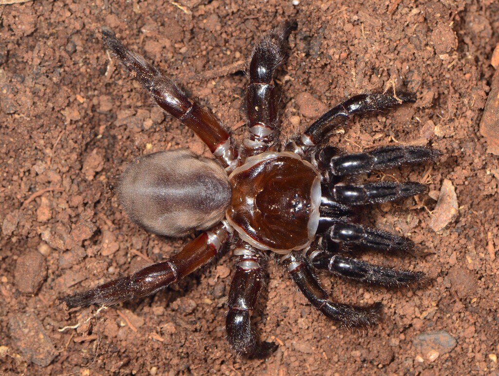 Idiops castaneus