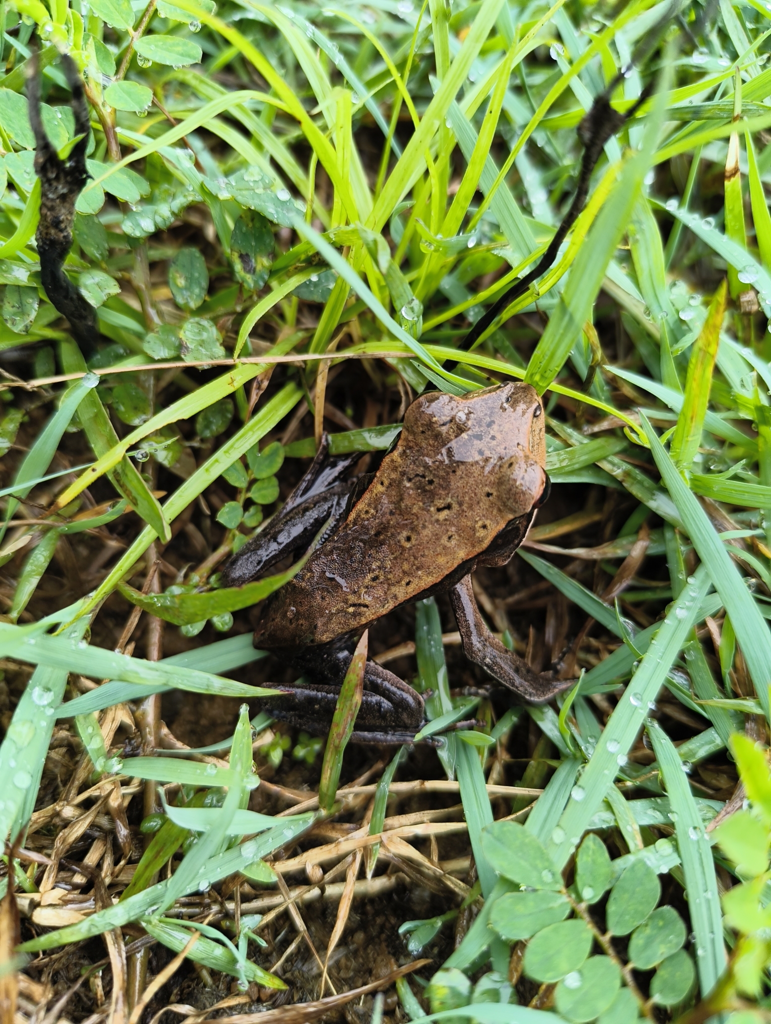 Biocoloured Forest Frog