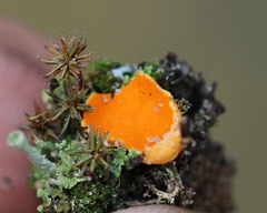 Neottiella