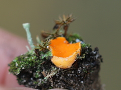 Neottiella