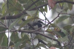 Platysteira castanea