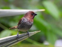Lonchura punctulata