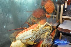 Pseudocarcinus gigas