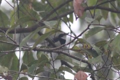 Platysteira castanea