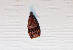 Olethreutes permundana