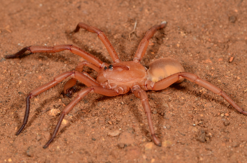 Idiops sylvestris