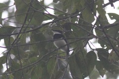 Platysteira castanea