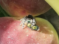 Phidippus