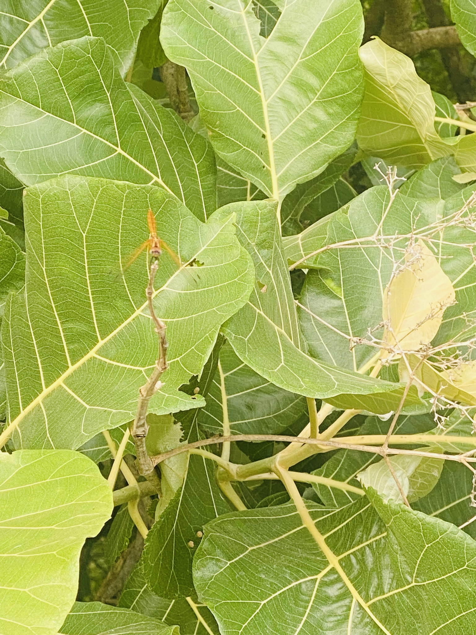 Crimson Marsh Glider