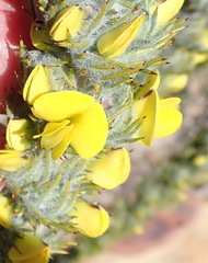 Aspalathus shawii longispica