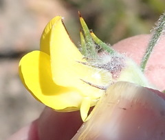 Aspalathus shawii longispica