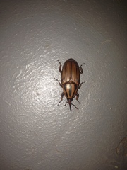 Rhynchophorus phoenicis