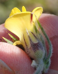 Aspalathus shawii longispica