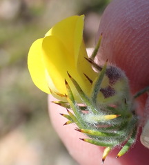 Aspalathus shawii longispica