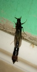 Lymexylidae