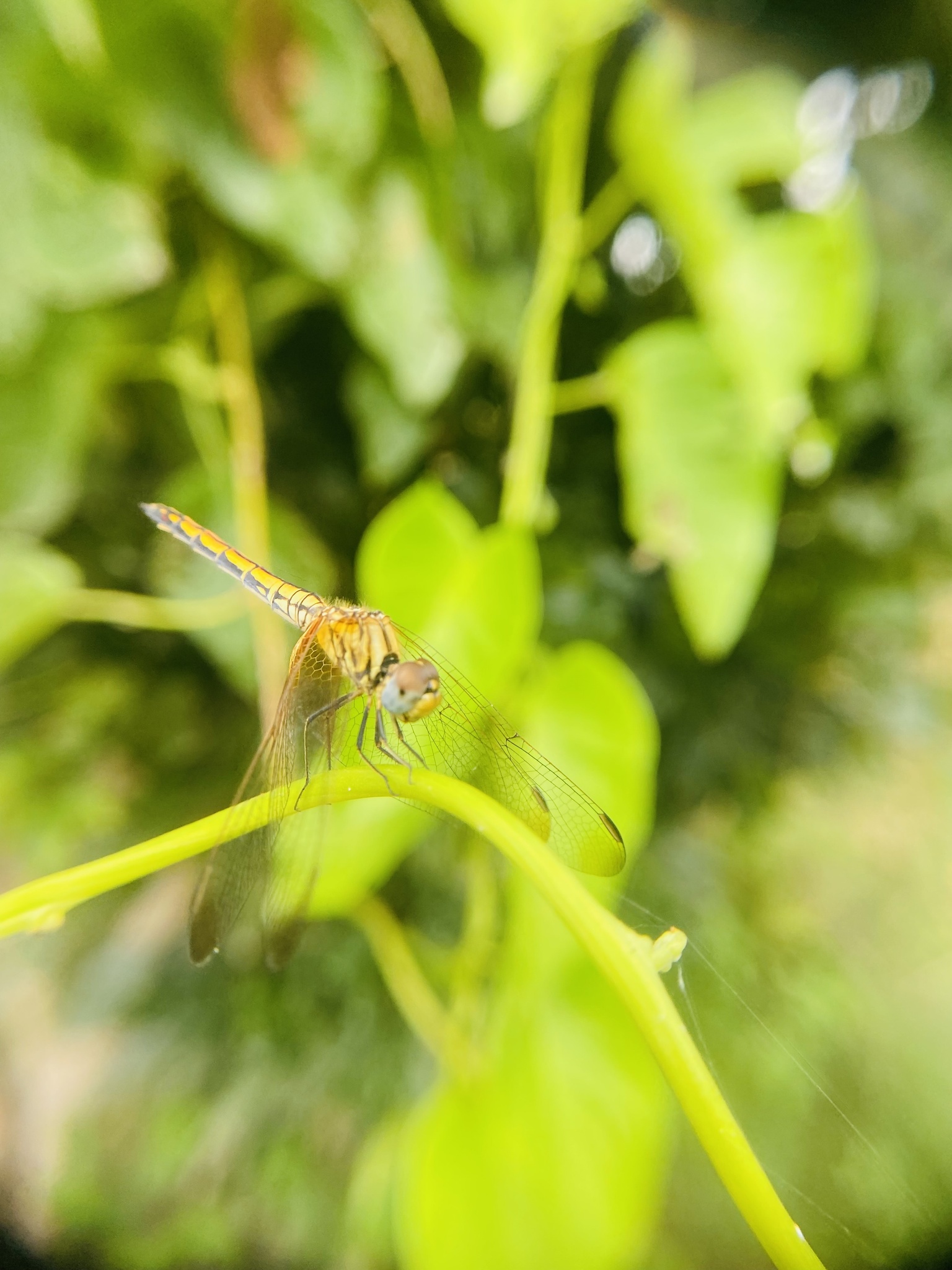 Crimson Marsh Glider