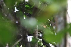 Centropus anselli