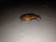 Rhynchophorus phoenicis