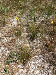 Xyris elliottii