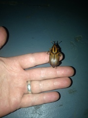 Rhynchophorus phoenicis