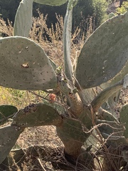 Opuntia robusta