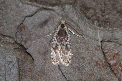 Agonopterix hypericella