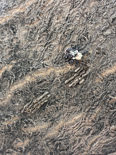 Eucryptorrhynchus brandti